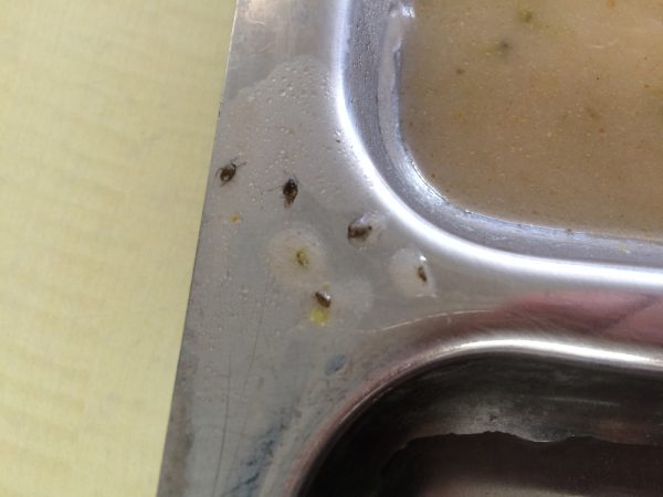 YTÜ Yemekhanesinde, Brokoli Çorbasından Böcekler Çıktı!